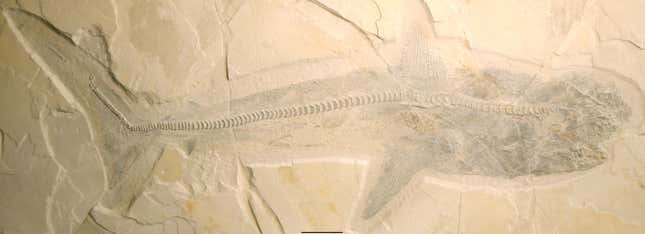 A well-preserved fossil of Ptychodus.