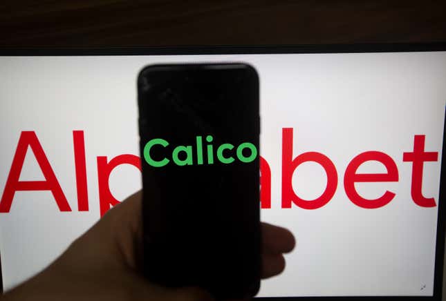 The logo of Calico is seen on a screen. In the background there is the logo of Alphabet. Alphabet is the mother company of Google. 