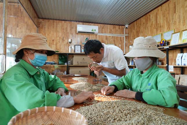 Workers sort and grade coffee beans at a coffee factory in Dak Lak province, Vietnam on Feb. 1, 2024. New European Union rules aimed at stopping deforestation are reordering supply chains. An expert said that there are going to be &quot;winners and losers&quot; since these rules require companies to provide detailed evidence showing that the coffee isn&#39;t linked to land where forests had been cleared. (AP Photo/Hau Dinh)