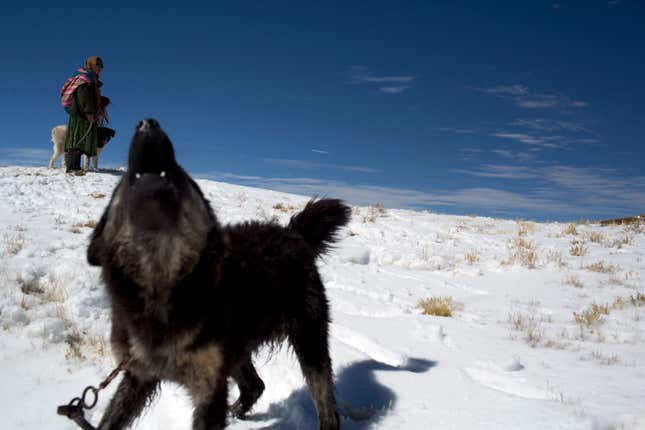 Maria Quispe holds her dog named Colmillo Blanco while shepherding her alpacas and sheep in her snow covered fields in San Antonio de Putina in the Puno region of Peru. (AP/Rodrigo Abd)