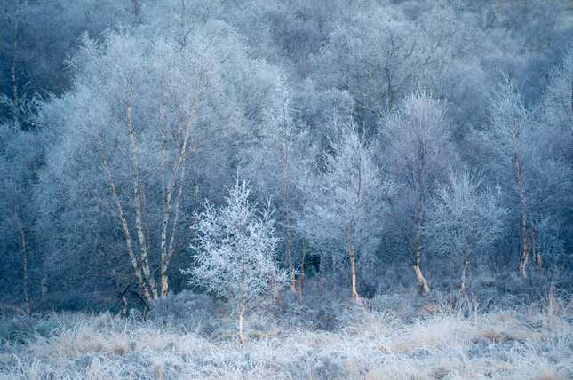 Image for article titled New Award-Winning Nature Photos Showcase Beauty and Chaos