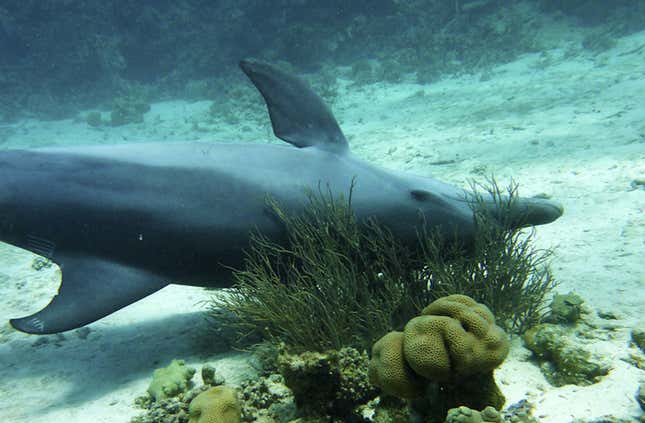 A dolphin rubs itself against coral.