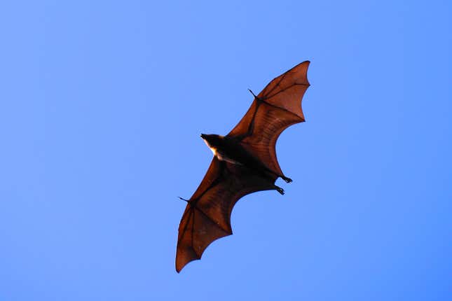 Image for article titled The 15 Most Fun Evolutionary Adaptations