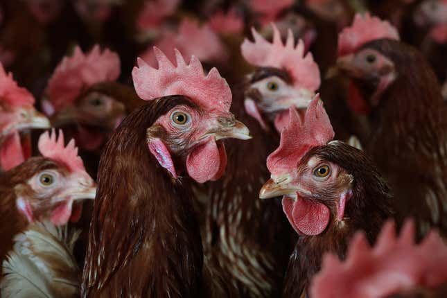  Chickens stand in a henhouse at Sunrise Farms on February 18, 2025 in Petaluma, California.