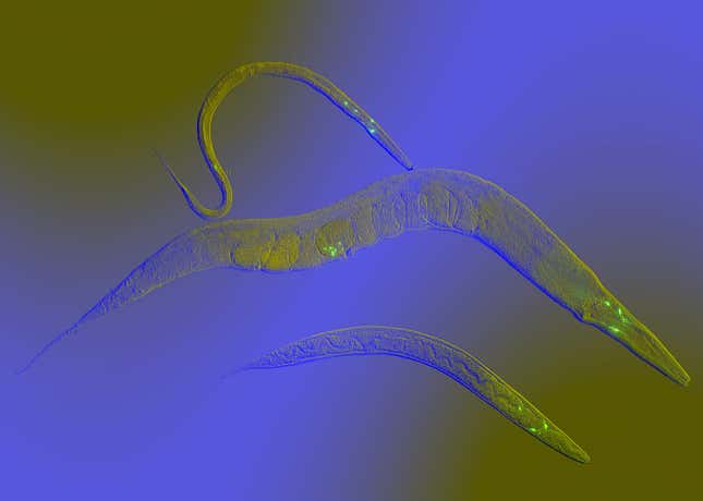 Caenorhabditis elegans worms.