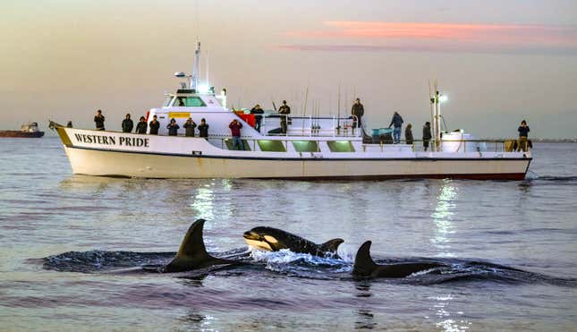 A photo of a pod of orcas swimming alongside a boat in southern california 
