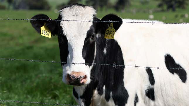 A cow grazes in a field at a dairy farm on April 26, 2024 in Petaluma, California. 