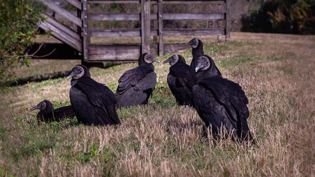 Image for article titled Bird Flu Claims Over 100 Black Vultures in New Jersey