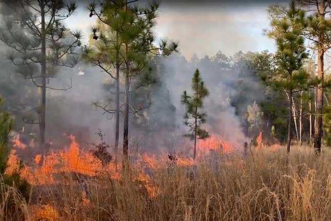 An Indigenous practice may be key to preventing wildfires