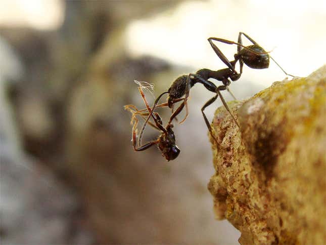 The ant Aphaenogaster senilis