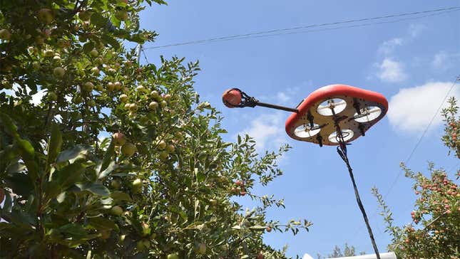 Imagen para el artículo titulado Estos enjambres de drones cosechan manzanas eligiendo automáticamente las que estén maduras