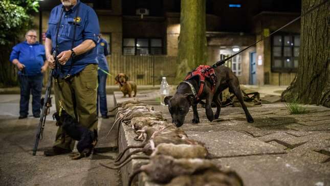 NYC's Rat Assassin Job Listing Should Be a Reality Show