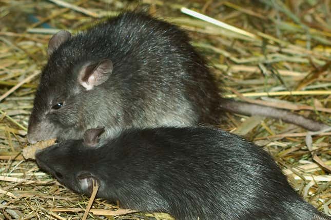 Two black rats