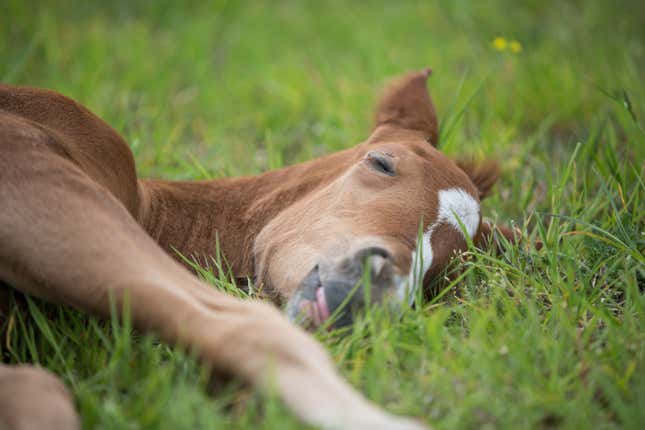 A sleeping foal.