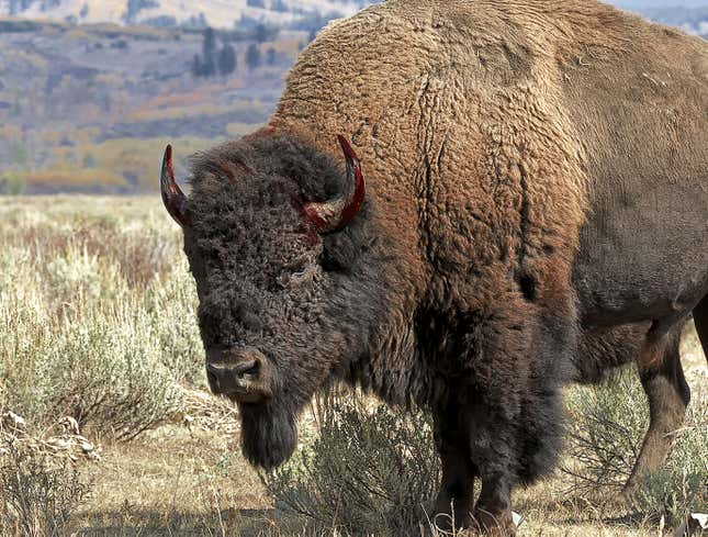 Image for article titled Yellowstone Bison Gores Woman Who Refused To Delete Unflattering Photograph