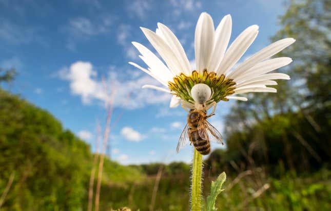 A spider and a bee grappling on a daisy.