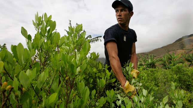 Farmers are being encouraged to swap out coca plants for legal alternatives.