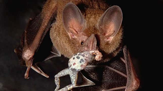 A frog-eating bat.