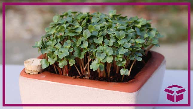 Image for article titled Grow Fresh Microgreens With Zero Waste & Save 20% off Your Order