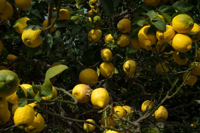 A lemon tree grows at the la Casetta garden in Menton, France, Friday, March 1, 2024. Menton lemons are bigger than most lemons, with a thicker skin. (AP Photo/Daniel Cole)