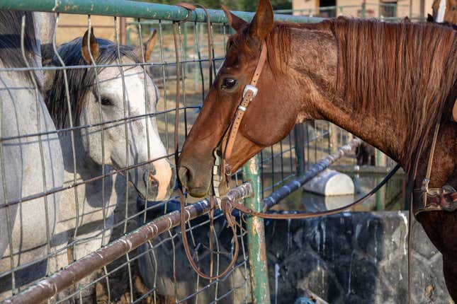 Bild für Artikel mit dem Titel Eine Ranch, die größer ist als Houston, kommt für 142 Millionen Dollar auf den Markt