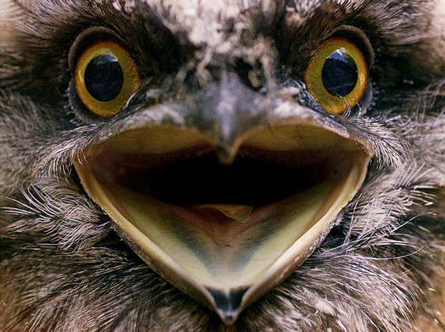 An orphaned Australian Tawny Frogmouth opens its mouth during feeding time at Taronga Zoo's clinic for injured and orphaned wildlife December 21.