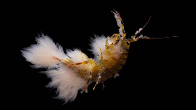 The crustacean on a black background.