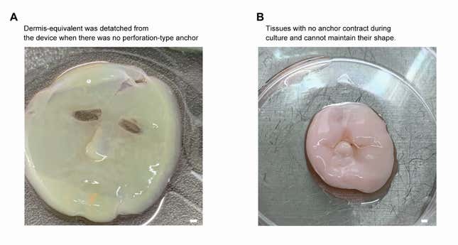 As the paper explains: “The Dermis equivalent made on the 3D facial device without perforation-type anchors. (A) In the absence of perforation-type anchors, the dermis equivalent detached from the facial device when peeling off the upper mold. (B) Cultivating dermis equivalent that are not secured by perforation-type anchors results in an inability to maintain their shape. Scale bars, (A) 1 mm; (B) 1 mm.”