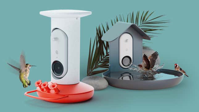 Bird Buddy Is Introducing Camera-Equipped Smart Hummingbird Feeder, Bird  Bath