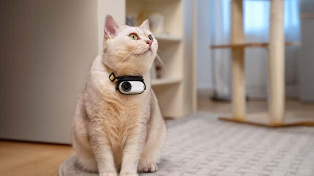 Insta360 GO 3S 카메라를 들고 있는 목걸이를 착용한 고양이의 사진.