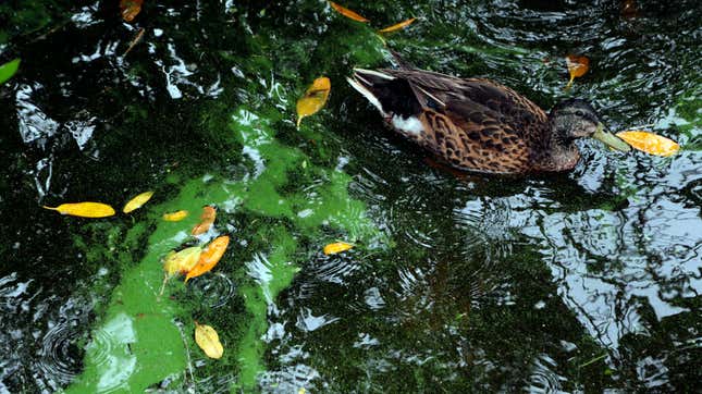 A duck floating past an algae bloom that occurred in July 2018 in the Caloosahatchee River, near Fort Myers, Florida