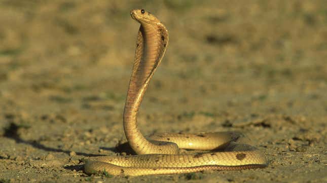 Image for article titled Pilot Makes Emergency Landing After Finding Venomous Snake in Plane