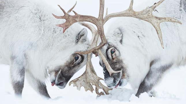 Image for article titled Here Are the 2021 Wildlife Photographer of the Year Winners