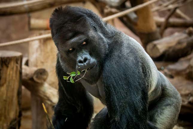 Image for article titled Could 100 Men Take on a Gorilla? Scientists, the Entire Internet and of Course Black Twitter Have Answers