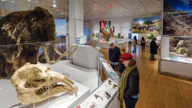 نموذج لجمجمة الماموث والماموث في المعرض، مع نموذج فيل قزم على اليمين.