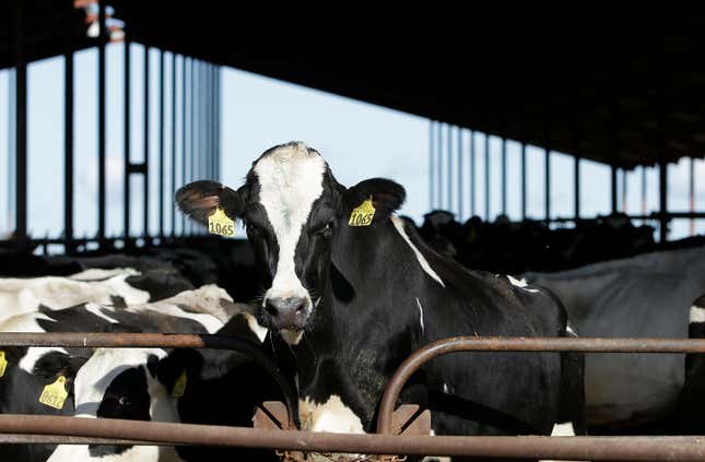 FILE - Cows are seen at a dairy in California on Wednesday, Nov. 23, 2016. (AP Photo/Rich Pedroncelli, File)