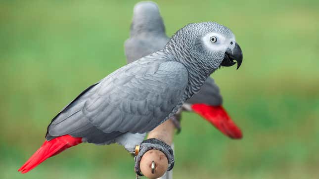 Two African grey parrots (Psittacus erithacus) perching on something.