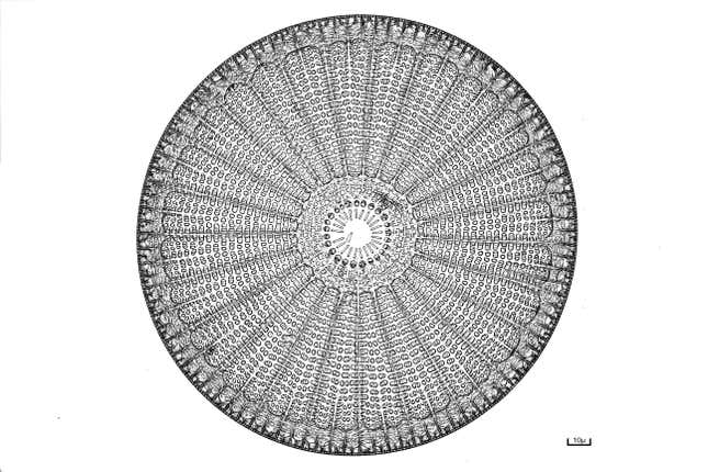 A diatom at 40-times magnification. 