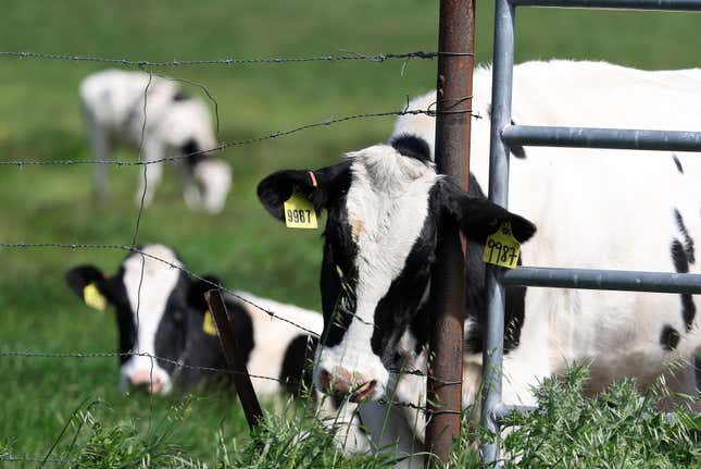 Las vacas pastan en un campo en una granja lechera el 26 de abril de 2024 en Petaluma, California. 