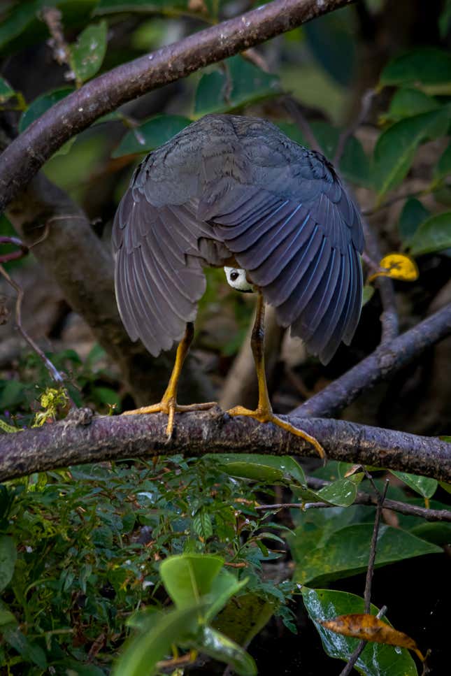 A waterhen peeks its caput  retired  from beneath  its wings.