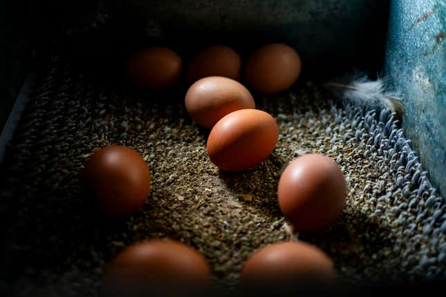 Image for article titled Almost 2 million eggs are recalled as a salmonella outbreak leave dozens sick