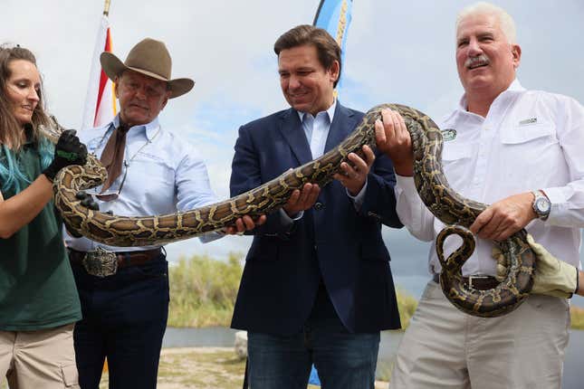 A picture of a snake petting a long reptile. 