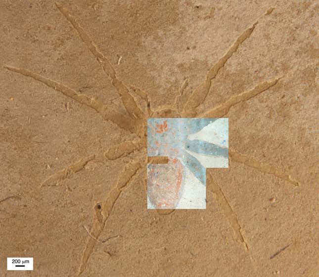 Fossilized spider from the Aix-en-Provence Formation in France. Overlaid is a fluorescent microscopy image of the same fossil. 
