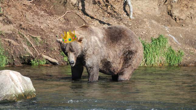 480 Otis, a brown bear who won Fat Bear Week, standing in a river.