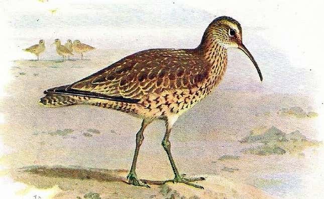 Image for article titled You'll Have to Learn New Names for These American Birds