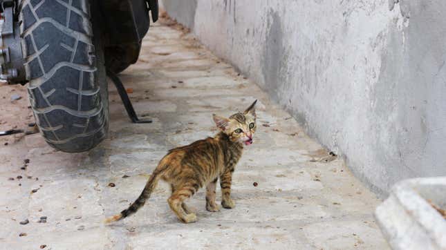 A stray kitten photographed on the street in Guellala village, Djerba Island, Tunisia.