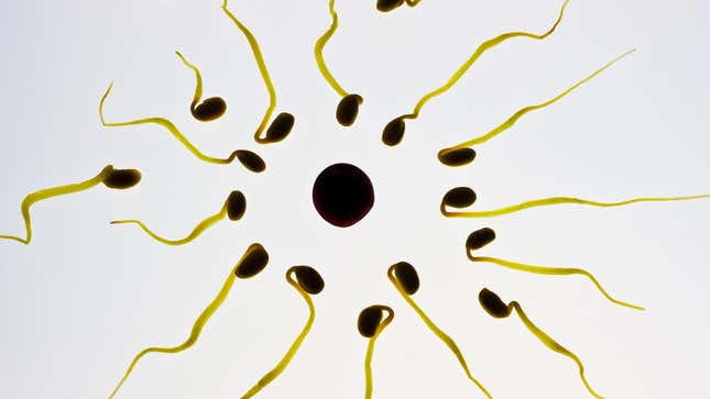 An illustration of sperm surrounding an egg.