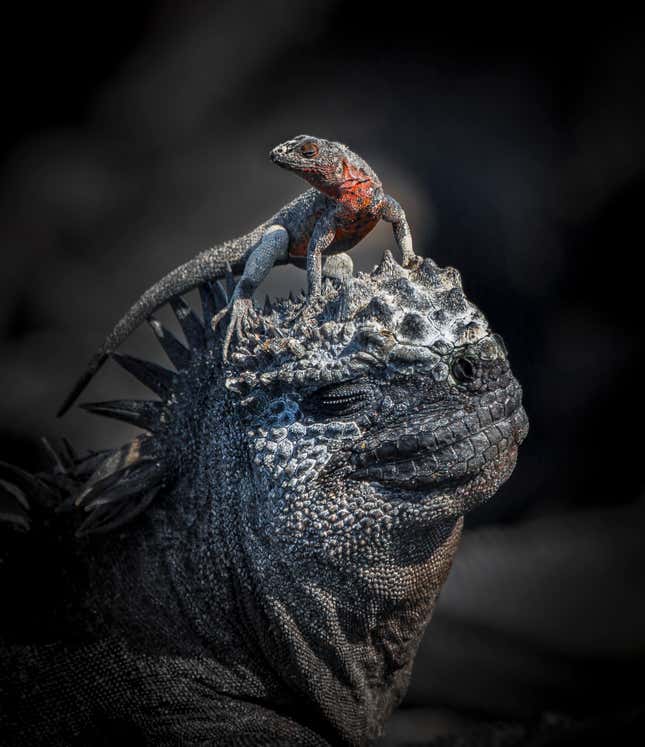 Un lagarto de lava posado sobre la cabeza de una iguana.