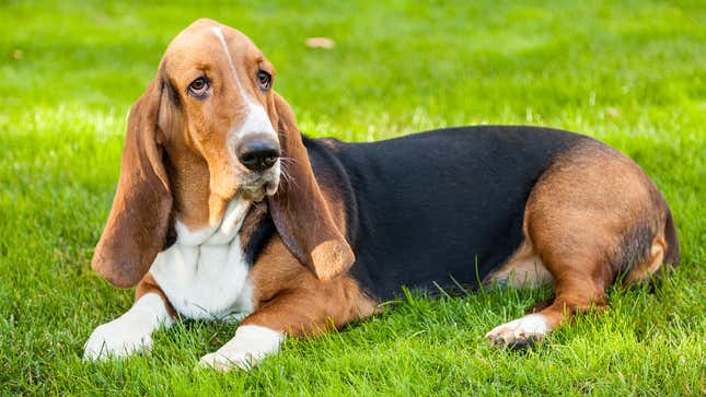 Image for article titled Dogs React To Commander Biden Biting Another Secret Service Officer