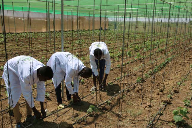 Workers check the growth of tomato seedlings at a greenhouse on the outskirts of Mogadishu, Somalia, Sunday, March 10, 2024. From ancient fertilizer methods in Zimbabwe to new greenhouse technology in Somalia, farmers across the heavily agriculture-reliant African continent are looking both to the past and future to respond to climate change. (AP Photo/Andrew Kasuku) (AP Photo/Farah Abdi Warsameh)